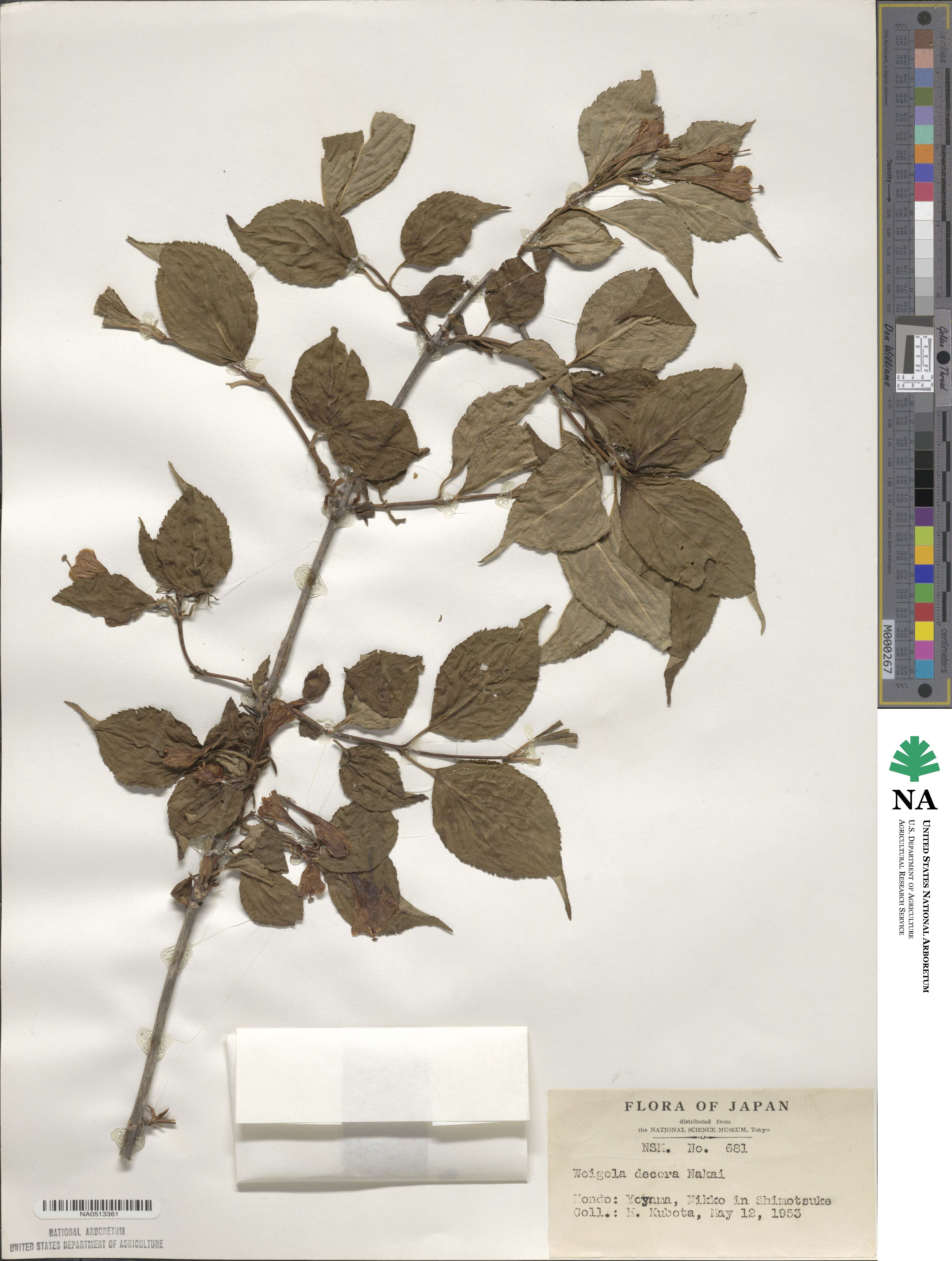 Weigela decora image
