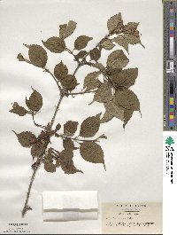 Weigela decora image