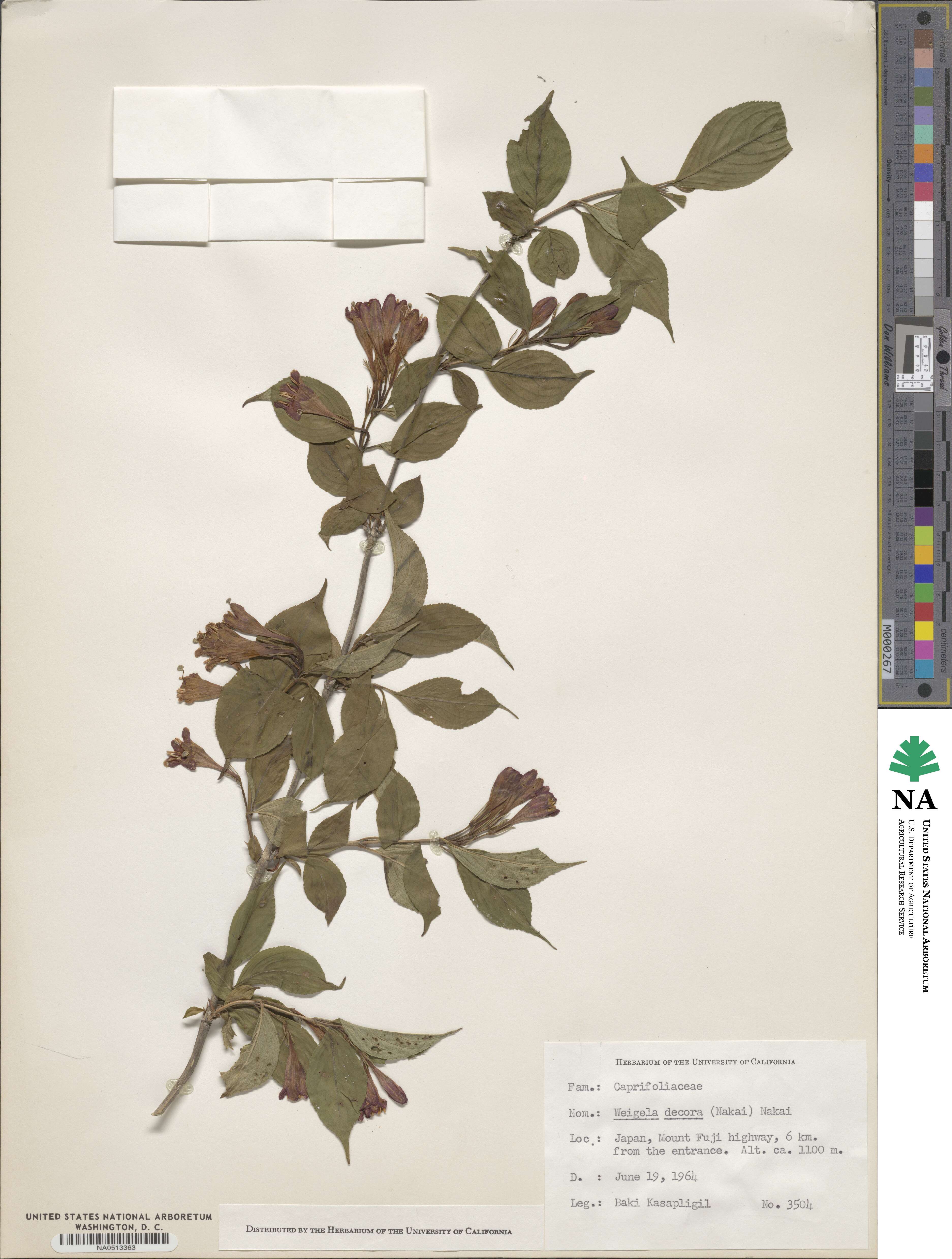 Weigela decora image