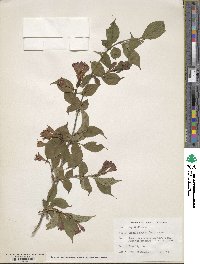 Weigela decora image