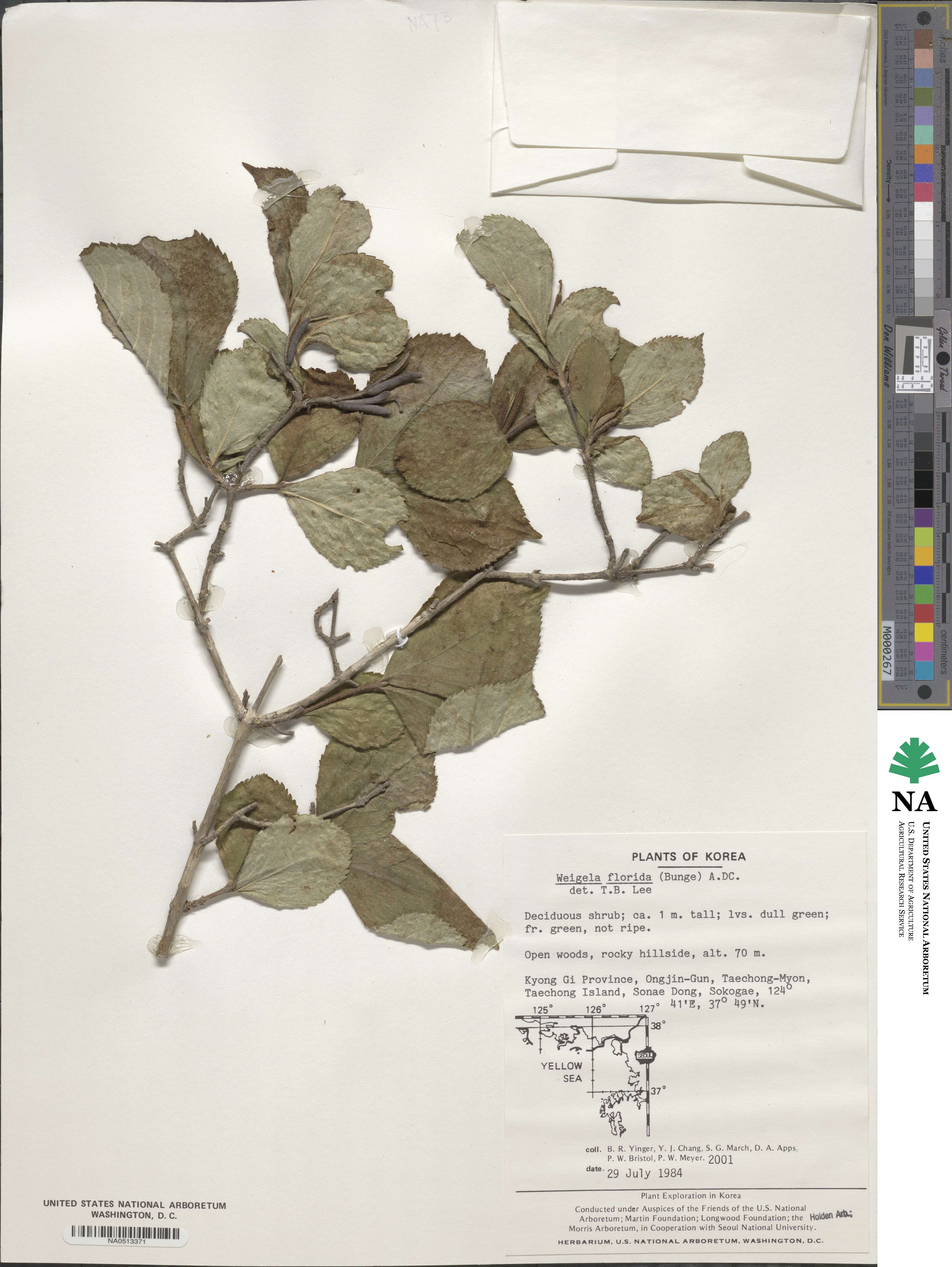 Weigela floribunda image