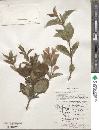 Weigela florida image