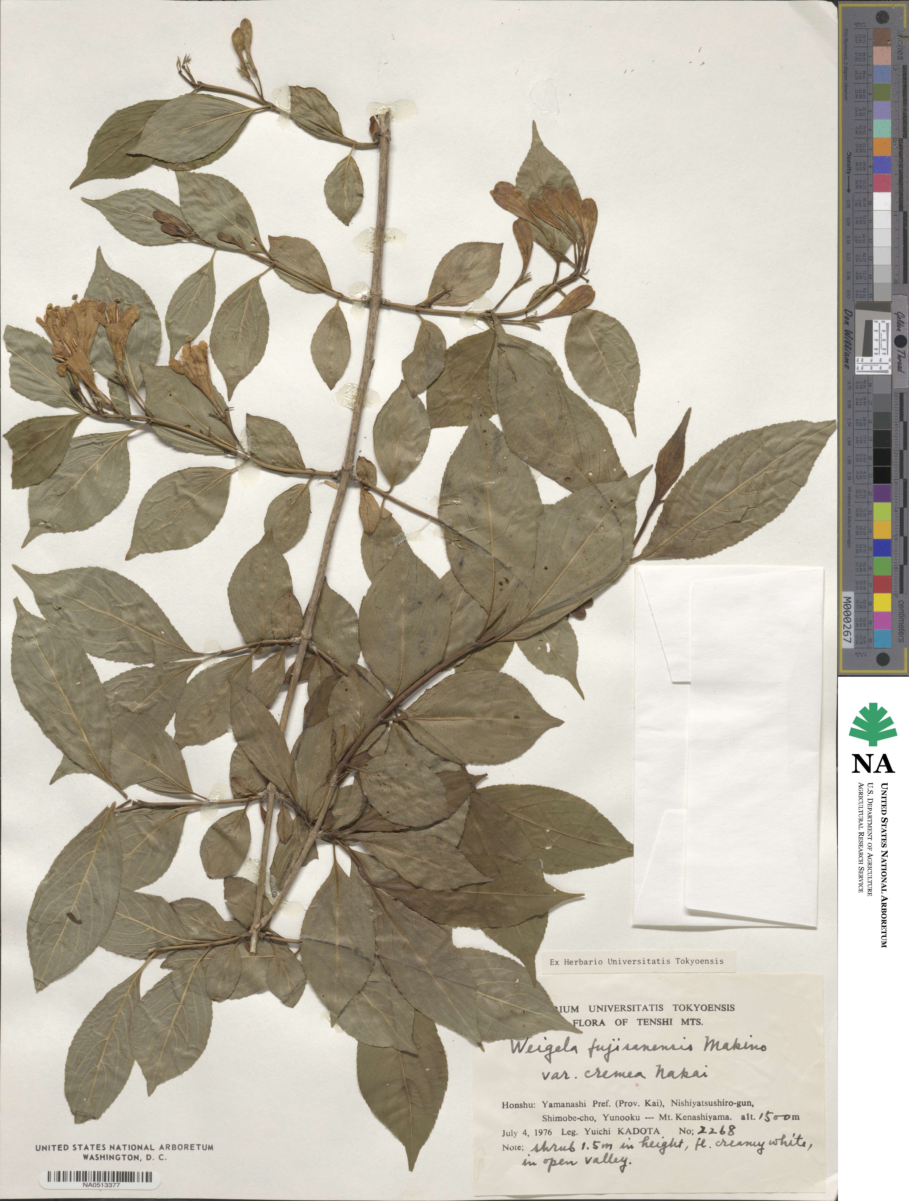 Weigela fujisanensis image