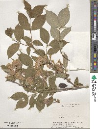 Weigela hortensis image