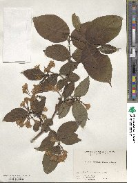 Weigela hortensis image