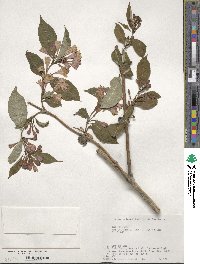 Weigela hortensis image