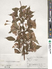 Weigela hortensis image