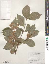 Weigela hortensis image