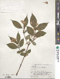 Weigela hortensis image