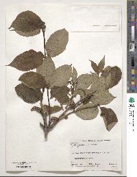 Weigela hortensis image