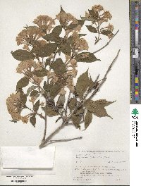 Weigela hortensis image