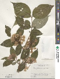 Weigela hortensis image