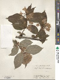 Weigela hortensis image