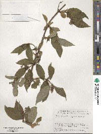 Weigela hortensis image