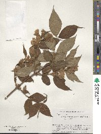 Weigela hortensis image