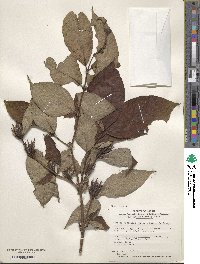 Weigela hortensis image