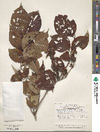 Weigela hortensis image