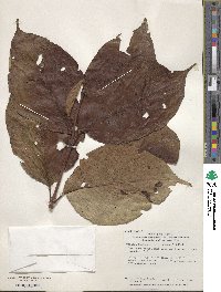 Weigela hortensis image