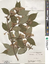 Weigela hortensis image