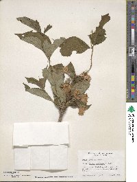 Weigela hortensis image