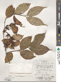 Weigela hortensis image