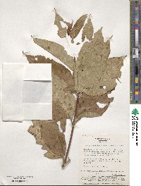 Weigela hortensis image