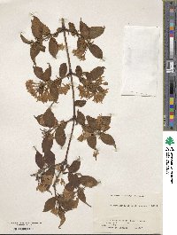 Weigela hortensis image