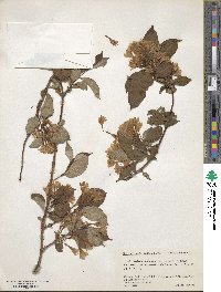 Weigela hortensis image