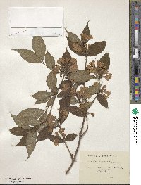 Weigela hortensis image