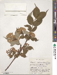 Weigela hortensis image