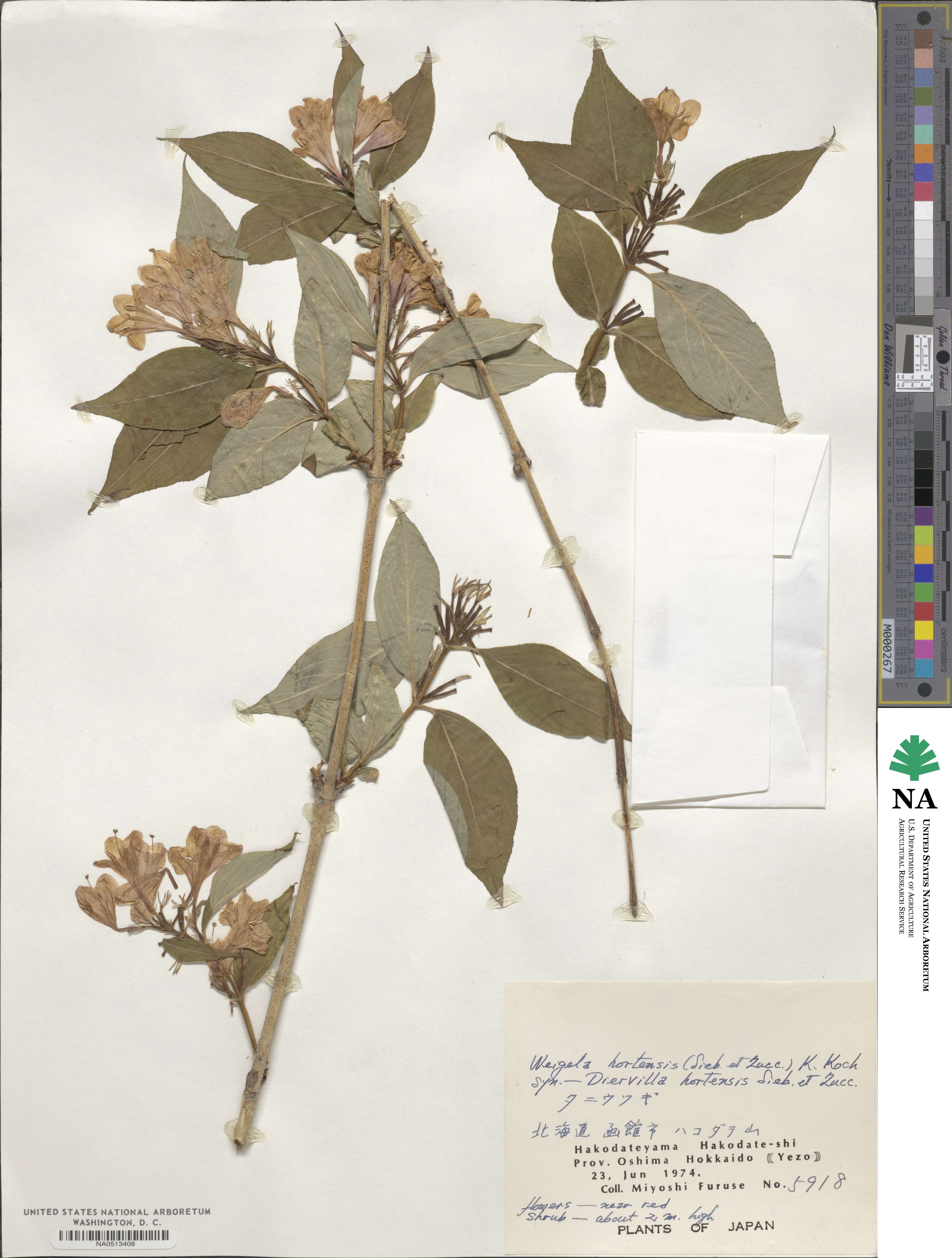 Weigela hortensis image