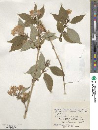 Weigela hortensis image