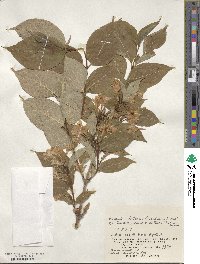 Weigela hortensis image