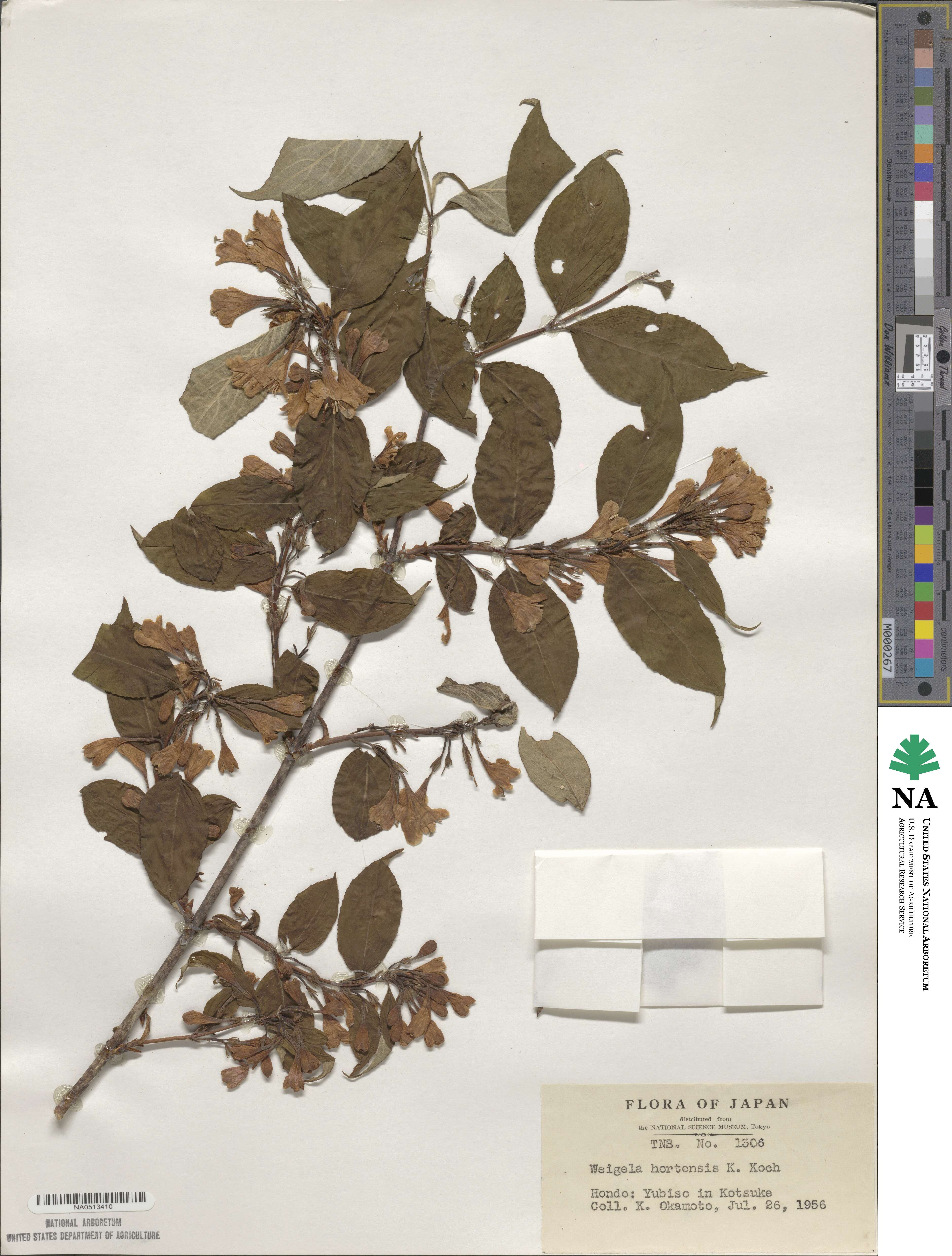 Weigela hortensis image