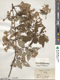 Weigela hortensis image