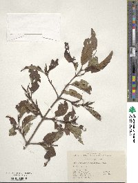 Weigela japonica image