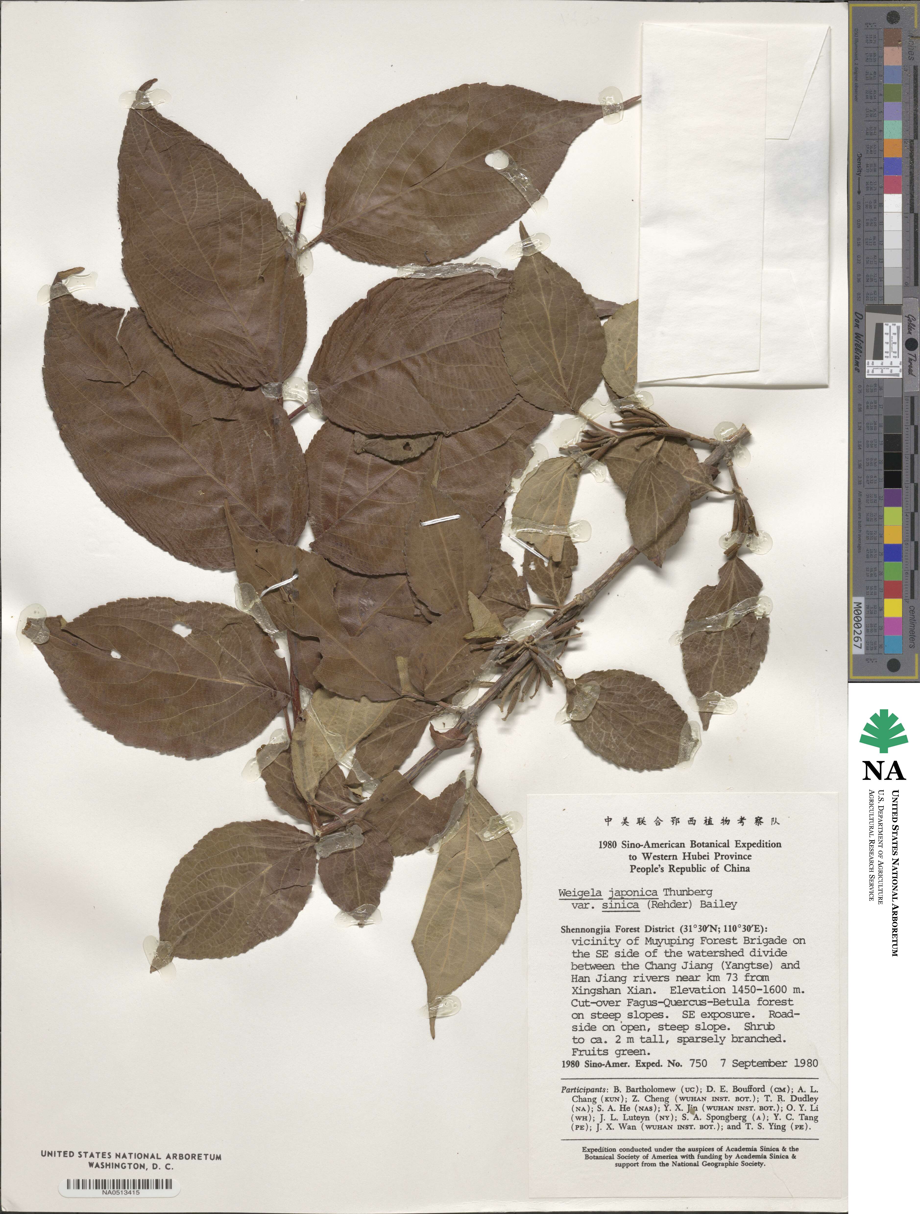 Weigela japonica image