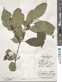 Weigela japonica image