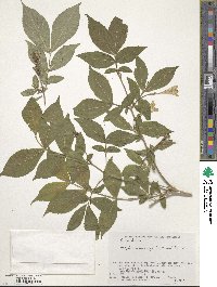 Weigela maximowiczii image