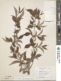 Weigela floribunda image