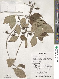 Weigela subsessilis image