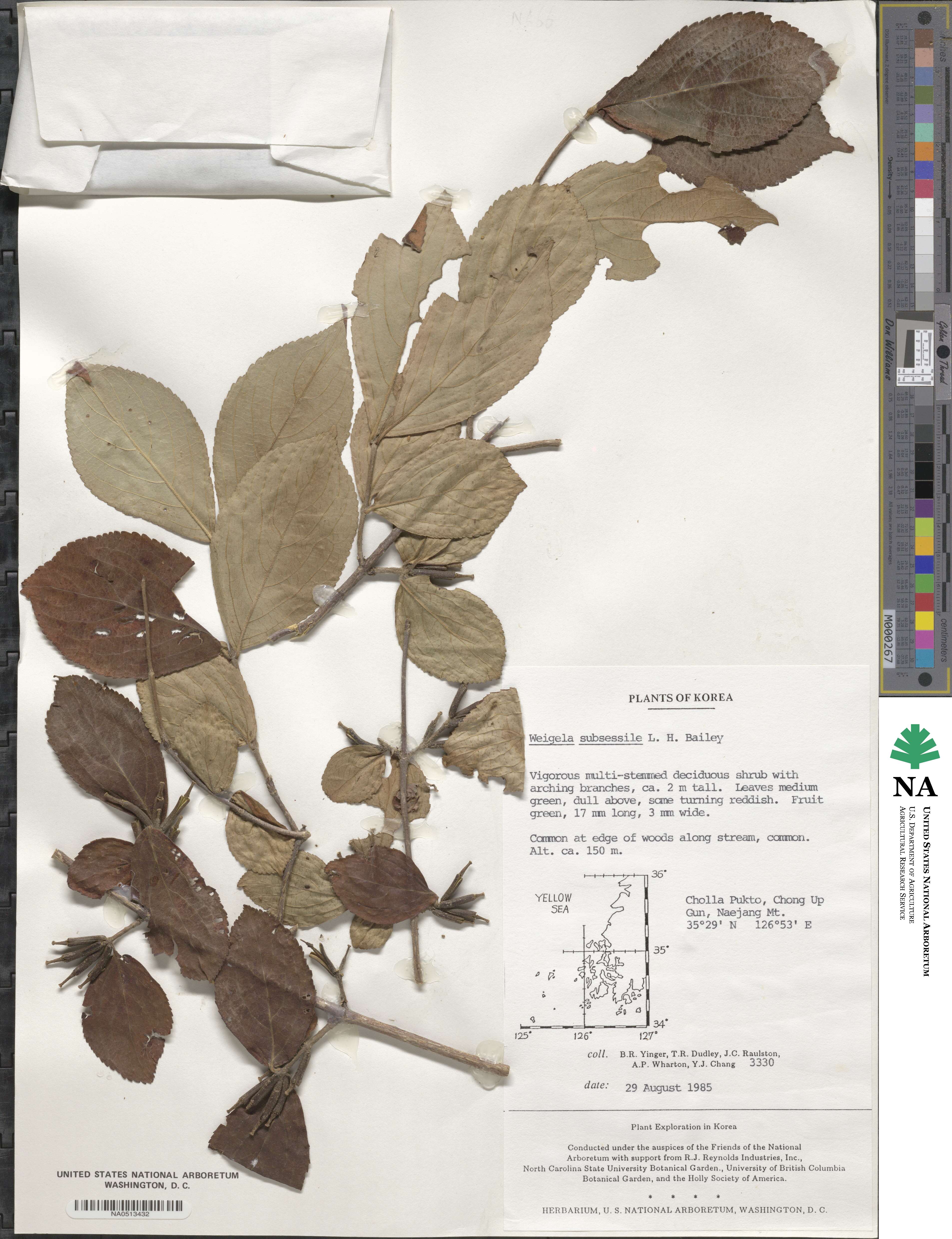 Weigela subsessilis image