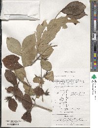 Weigela subsessilis image