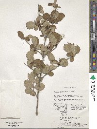 Weigela subsessilis image