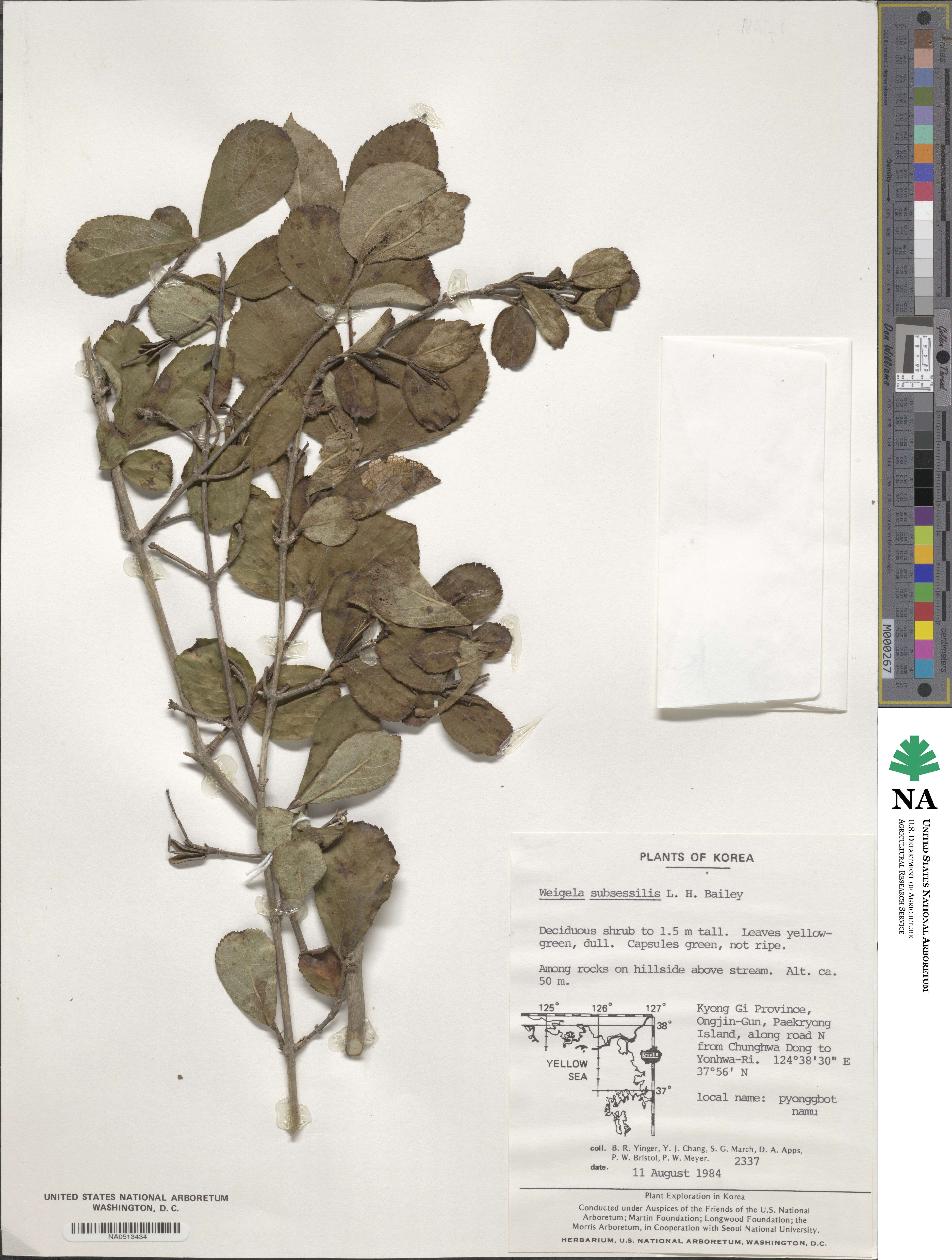 Weigela subsessilis image