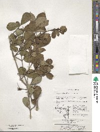 Weigela subsessilis image