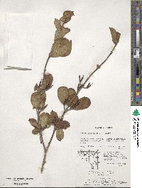 Weigela subsessilis image