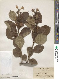 Weigela coraeensis image