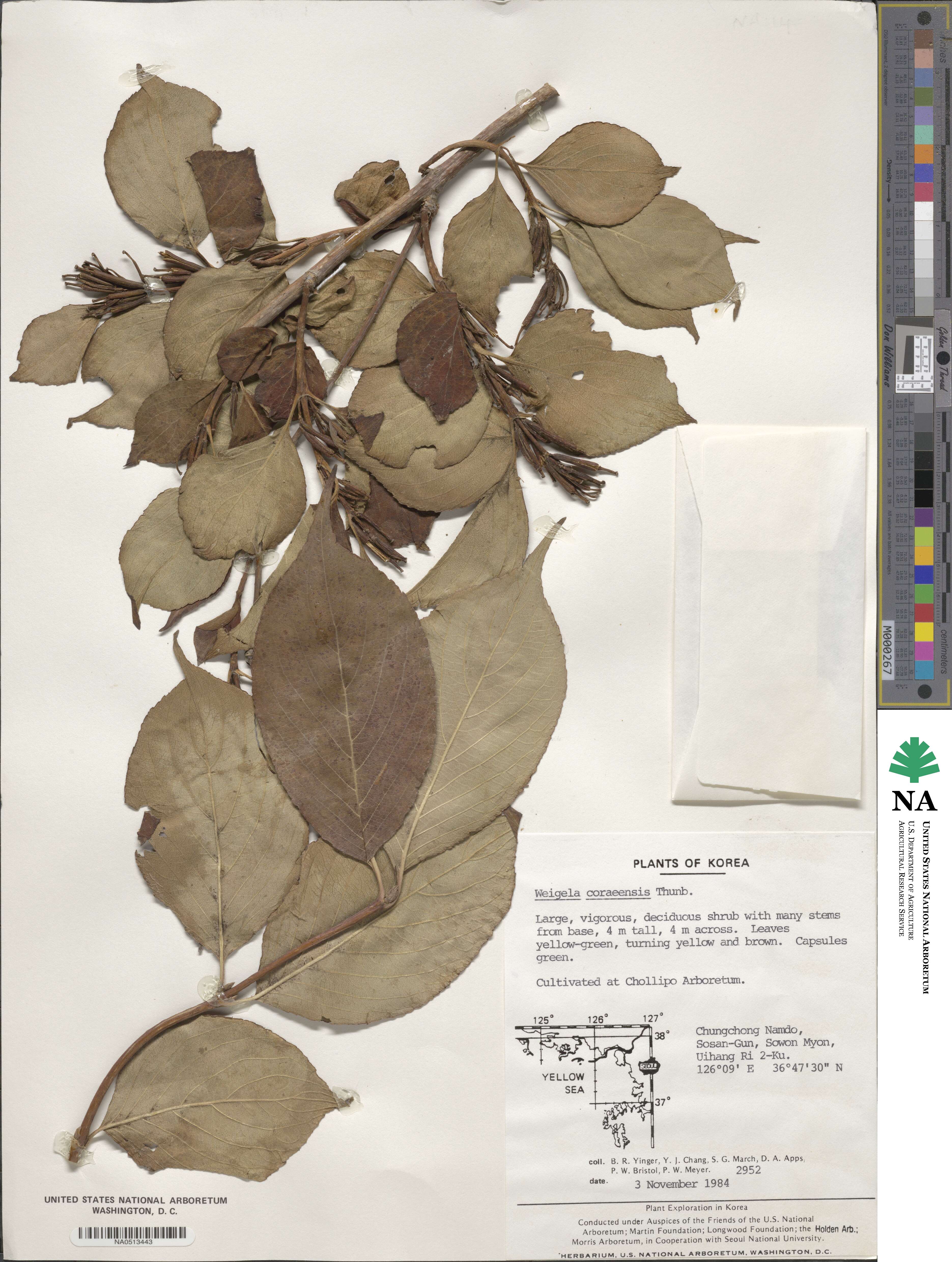 Weigela coraeensis image