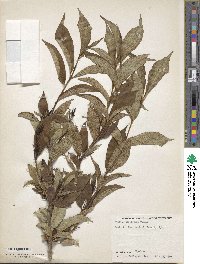 Weigela coraeensis image